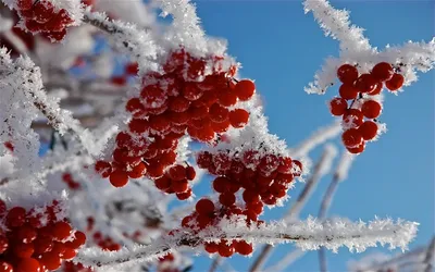 Рябина В Снегу Sorbus Aucuparia Обычно Называемый Красной Рябиной Покрытой  Снегом Зимой Изображение Рябинового Снега — стоковые фотографии и другие  картинки Без людей - iStock