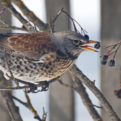 Рябинник - eBird