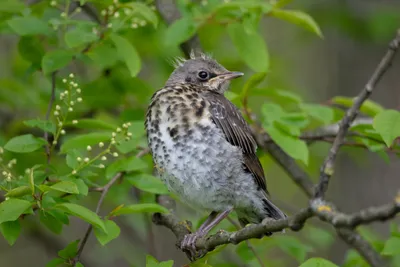 Дрозд-рябинник (Turdus pilaris). Фото на сайте \"Грибы: информация и  фотографии\"