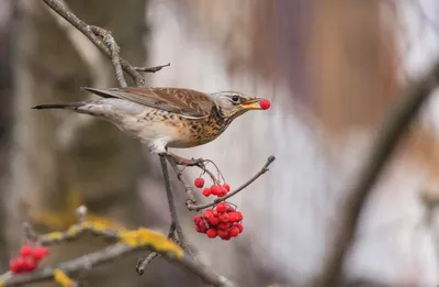 Рябинник (Turdus pilaris). Фотогалерея птиц. Фотографии птиц России,  Беларуси, Украины, Казахстана, Таджикистана, Азербайджана.