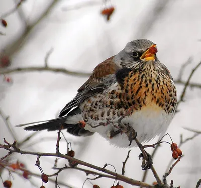 Дрозд-рябинник Turdus pilaris #fieldfare | Дрозд, Птицы, Чёрный дрозд