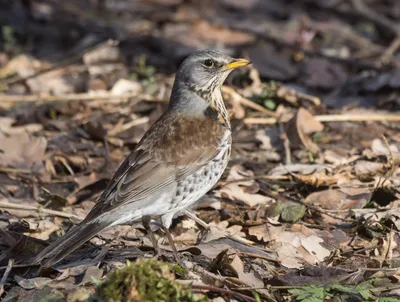 Рябинник (Turdus pilaris). Фотогалерея птиц. Фотографии птиц России,  Беларуси, Украины, Казахстана, Таджикистана, Азербайджана.