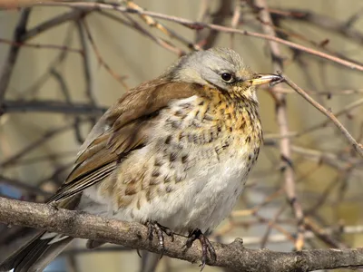 Фотогалерея - Птицы (Aves) - Дрозд-рябинник (Turdus pilaris) - Природа  Республики Мордовия