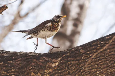 Дрозд-рябинник — Turdus pilaris / Галерея / Птицы России