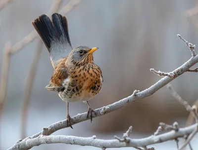 Дрозд-рябинник (Turdus pilaris)