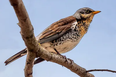 Дрозд рябинник | BirdWatch.by