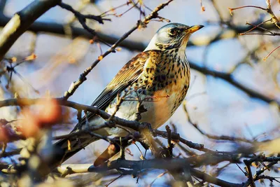 Дрозд-рябинник. | Fieldfare - Turbus pilaris - Дрозд-рябинни… | Tamara  Sardiko | Flickr