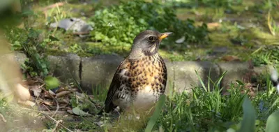 Рябинник (Turdus pilaris). Птицы Европейской России.