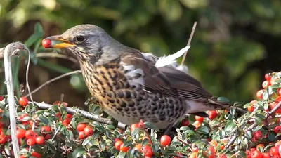 Дрозд-рябинник (Turdus pilaris)