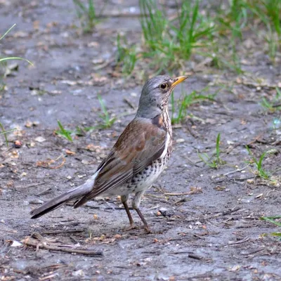 Фотография Рябинник (Turdus pilaris) Птицы западного Кавказа | Фотобанк  ГеоФото/GeoPhoto | GetImages Group