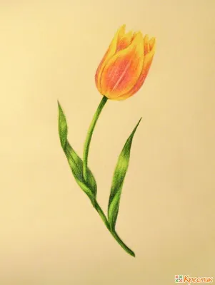 Как нарисовать ТЮЛЬПАНЫ К 8 МАРТА, Рисуем Просто, рисунки для  срисовки/683/How to draw TULIPS - YouTube