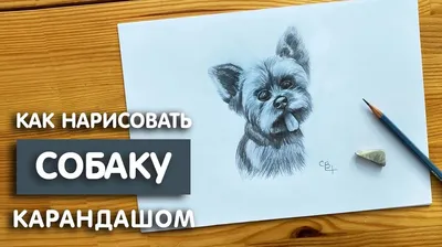 Рисунок собаки карандашом. Лабрадор. / Bleistiftzeichnung - Hund. Labrador.  - YouTube