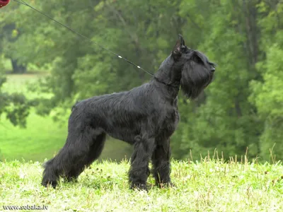 Ризеншнауцер (Riesenschnauzer) - это очень умные и преданные своей семье  собаки. Фото, описание, отзывы о породе.