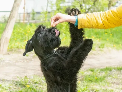 Найден чёрный Ризеншнауцер в Тверской области | Pet911.ru