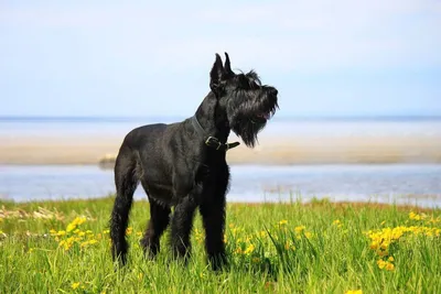 Ризеншнауцер (Riesenschnauzer) - это очень умные и преданные своей семье  собаки. Фото, описание, отзывы о породе.