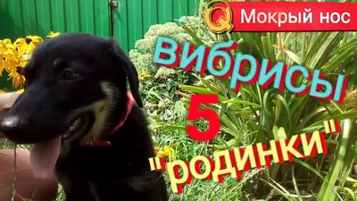 Усы у собаки | AnimalPaw.ru