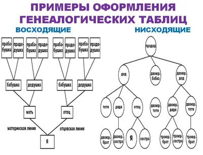 Генеалогическое древо семьи. Родословная в подготовительной группе -  Страница 3. Воспитателям детских садов, школьным учителям и педагогам -  Маам.ру