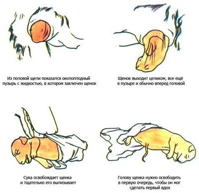 Нужно ли собаке или кошке рожать для здоровья - ветклиника «В Добрые Руки»