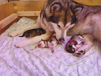 Роды у собак со срочным выездом на дом, прием родов у собак в Москве