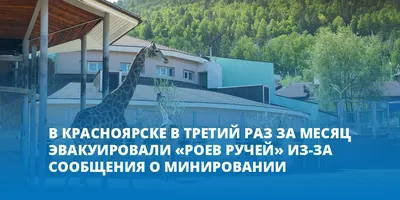 В парке \"Роев ручей\" проснулись бурые медведи » Запад24