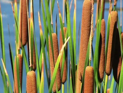 Рогоз широколистный (Typha latifolia L.)