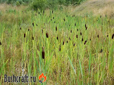 Рогоз узколистный (Typha angustifolia) (контейнер 3-5л) | Aquarium-Style