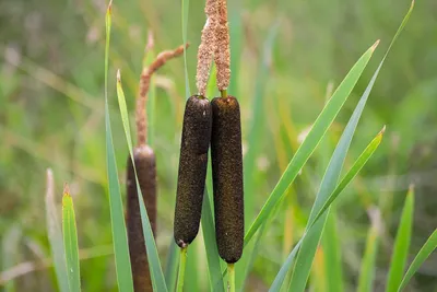 Рогоз широколистный (Typha latifolia L.)