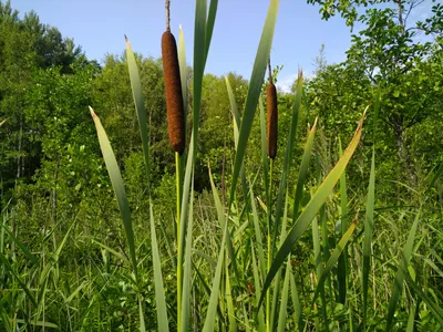 Рогоз широколистный (Typha latifolia ) – Нимфея Зимостойкая. Купить  нимфеи,кувшинки,водяные лилии в Москве.