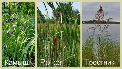 Рогоз малый (Typha minima)