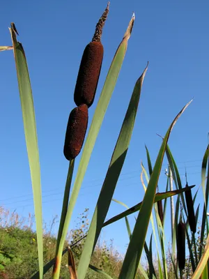 Рогоз широколистный “Variegata” (Typha latifolia Variegata) – Нимфея  Зимостойкая. Купить нимфеи,кувшинки,водяные лилии в Москве.