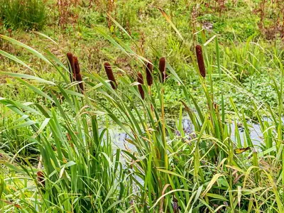 Рогоз широколистный (Растения Тюменского района и Тюмени. Часть 1.) ·  iNaturalist