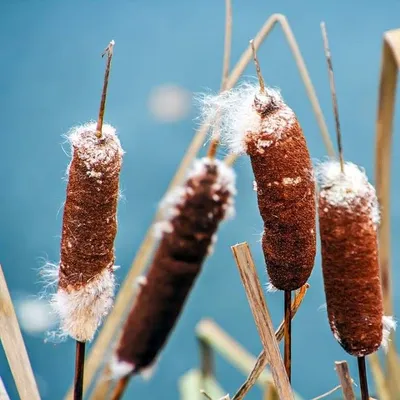 Рогоз (Typha)