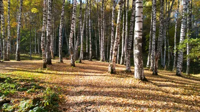 Буковая роща I (картина) — Густав Климт