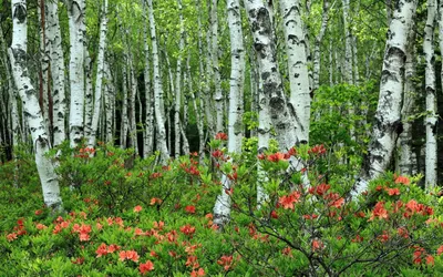 Сквер Березовая роща, Тюмень. Фото, отзывы, адрес, как добраться —  Туристер.Ру