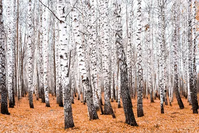 Березовая роща. Stock Photo | Adobe Stock