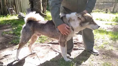 Россия удмуртский питомник западно сибирских лаек фото собак фотографии