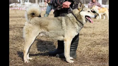 Западносибирская Лайка