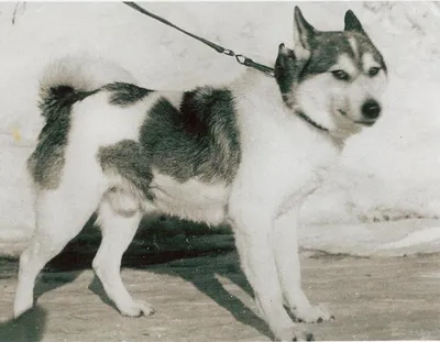 Западносибирская Лайка