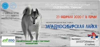 Прогулка щенков и лаек - YouTube