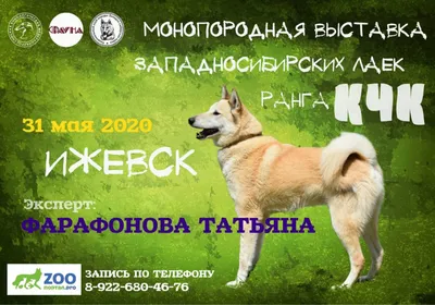 Щенки Западно-Сибирской лайки по линии \"Шороха\" и \"Пылай-Плута\" - YouTube
