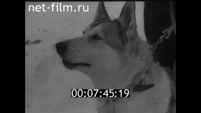 Охотничьи состязания в Удмуртии: найти и выследить лося – Военно-охотничье  общество