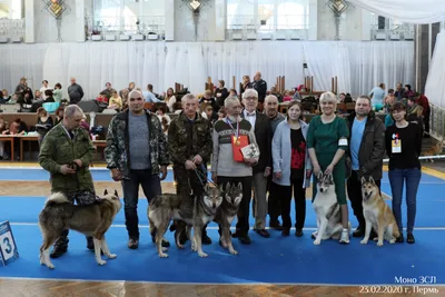 Всероссийская выставка лаек в Тюмени 2019 - YouTube