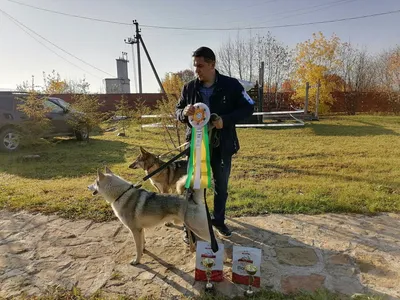 III ЗАКРЫТЫЕ УДМУРТСКИЕ РЕГИОНАЛЬНЫЕ СОСТЯЗАНИЯ ОХОТНИЧЬИХ ЛАЕК ПО  ПОДСАДНОМУ МЕДВЕДЮ И ВОЛЬЕРНОМУ КАБАНУ - Состязания и испытания - Собаки и  охотничье собаководство