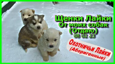 Западно-сибирская лайка: все о собаке, фото, описание породы, характер, цена