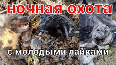 ЗСЛ Загайнова В.В. - Страница 5 - Собаки пользователей форума - Собаки и  охотничье собаководство