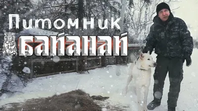 Монопородная выставка западно-сибирских лаек (РКФ) - Выставки/выводки -  Собаки и охотничье собаководство