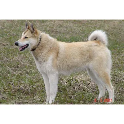 Контент Kopki_dog - Страница 2 - Собаки и охотничье собаководство