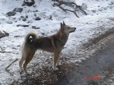 Контент Kopki_dog - Страница 2 - Собаки и охотничье собаководство