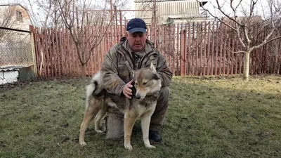 Межрегиональные состязания в ГУП \"Удмуртский питомник западно-сибирских лаек\".  - Состязания - ОХОТА С ЛАЙКОЙ