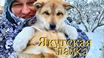 Родоночальники питомника. - Наши собаки - Собаки и охотничье собаководство